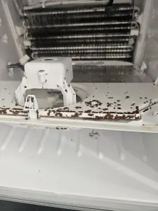 Insects infesting refrigerator freezer compartment
