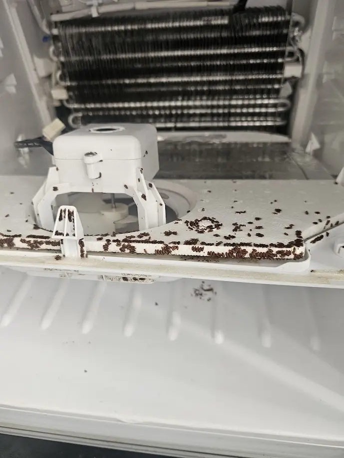 Insects infesting refrigerator freezer compartment