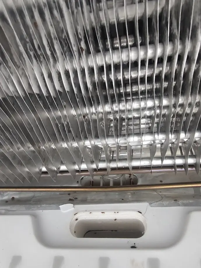 Insect contamination near refrigerator evaporator coil